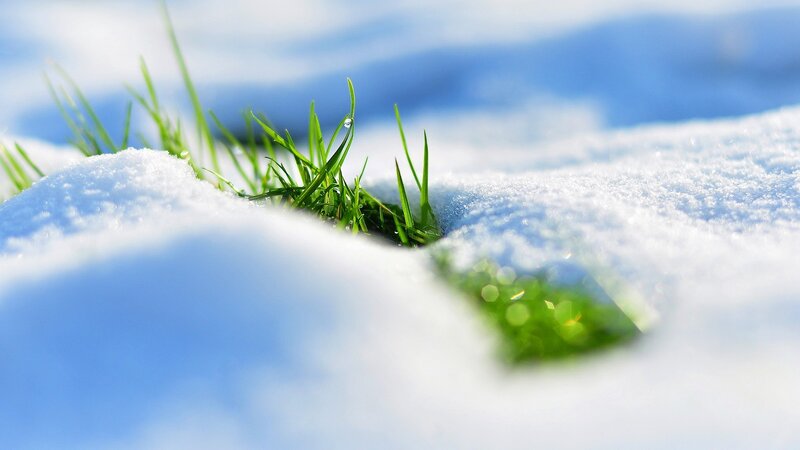 Green Grass in Snow — White