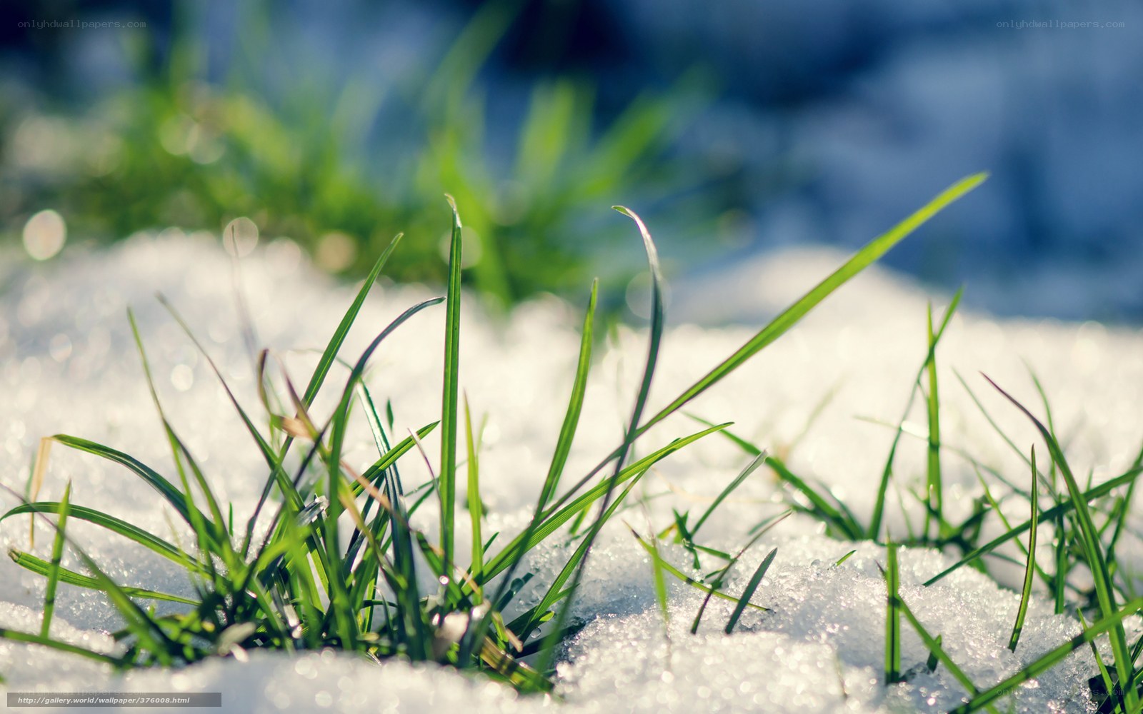 Green grass in snow