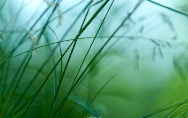 green grass in soft focus