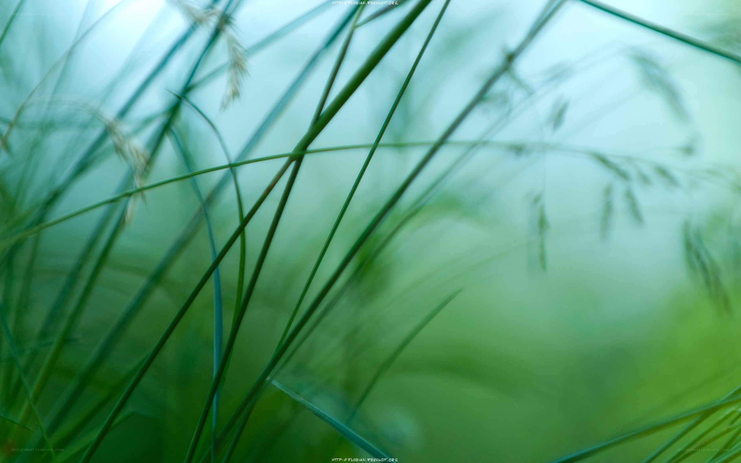 green grass in soft focus