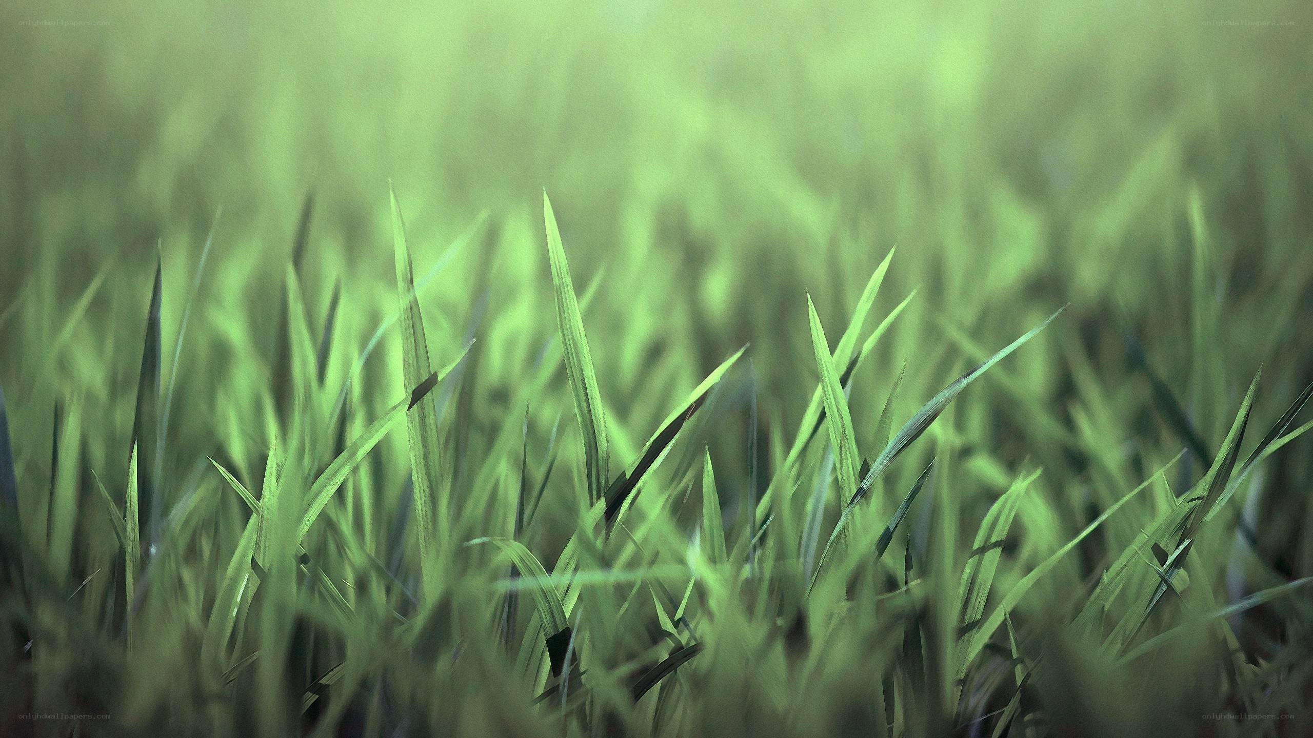 green grass in soft focus