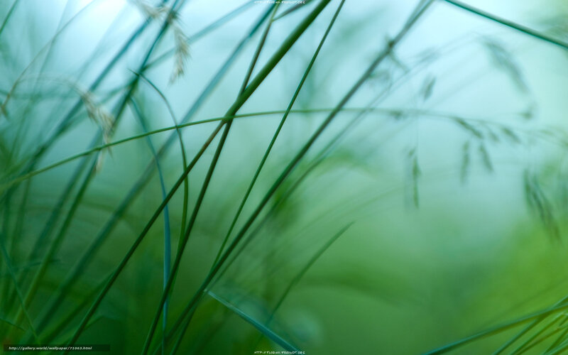 Green grass in soft focus