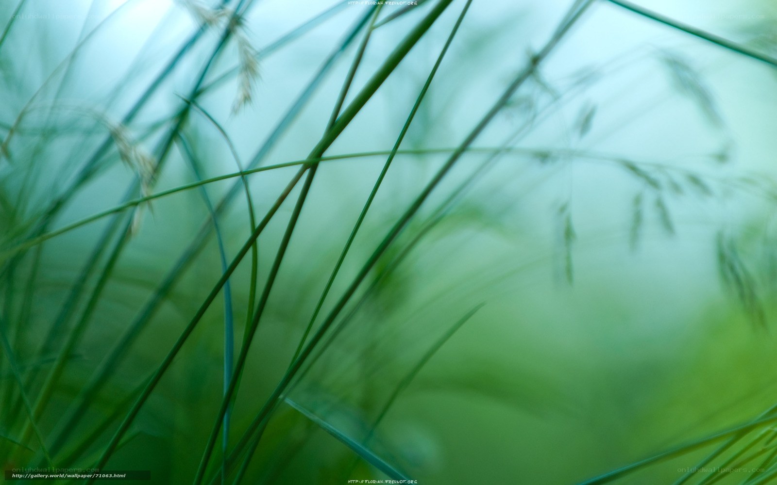 Green grass in soft focus