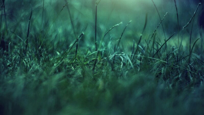 green grass in soft light