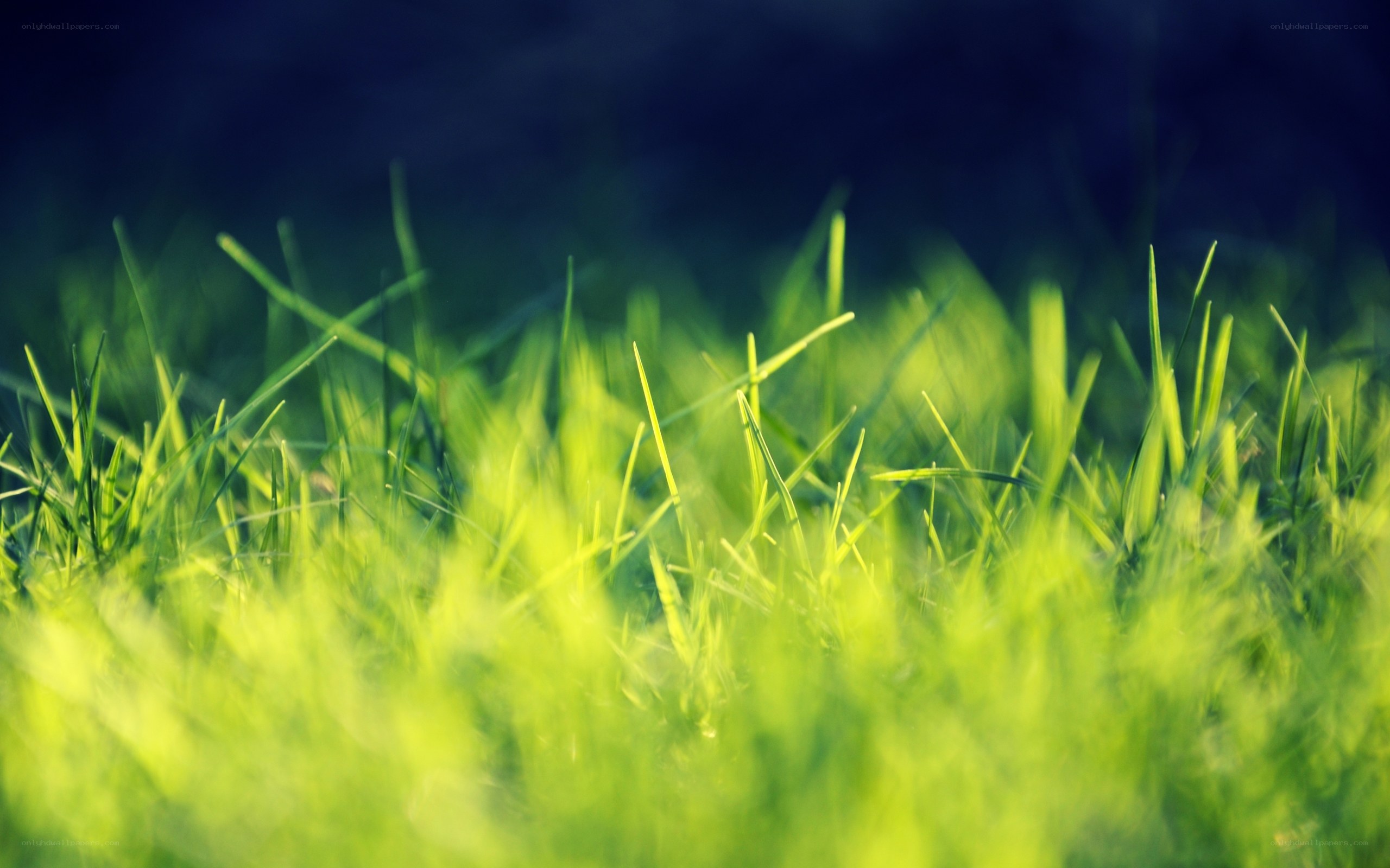 green grass in sunlight