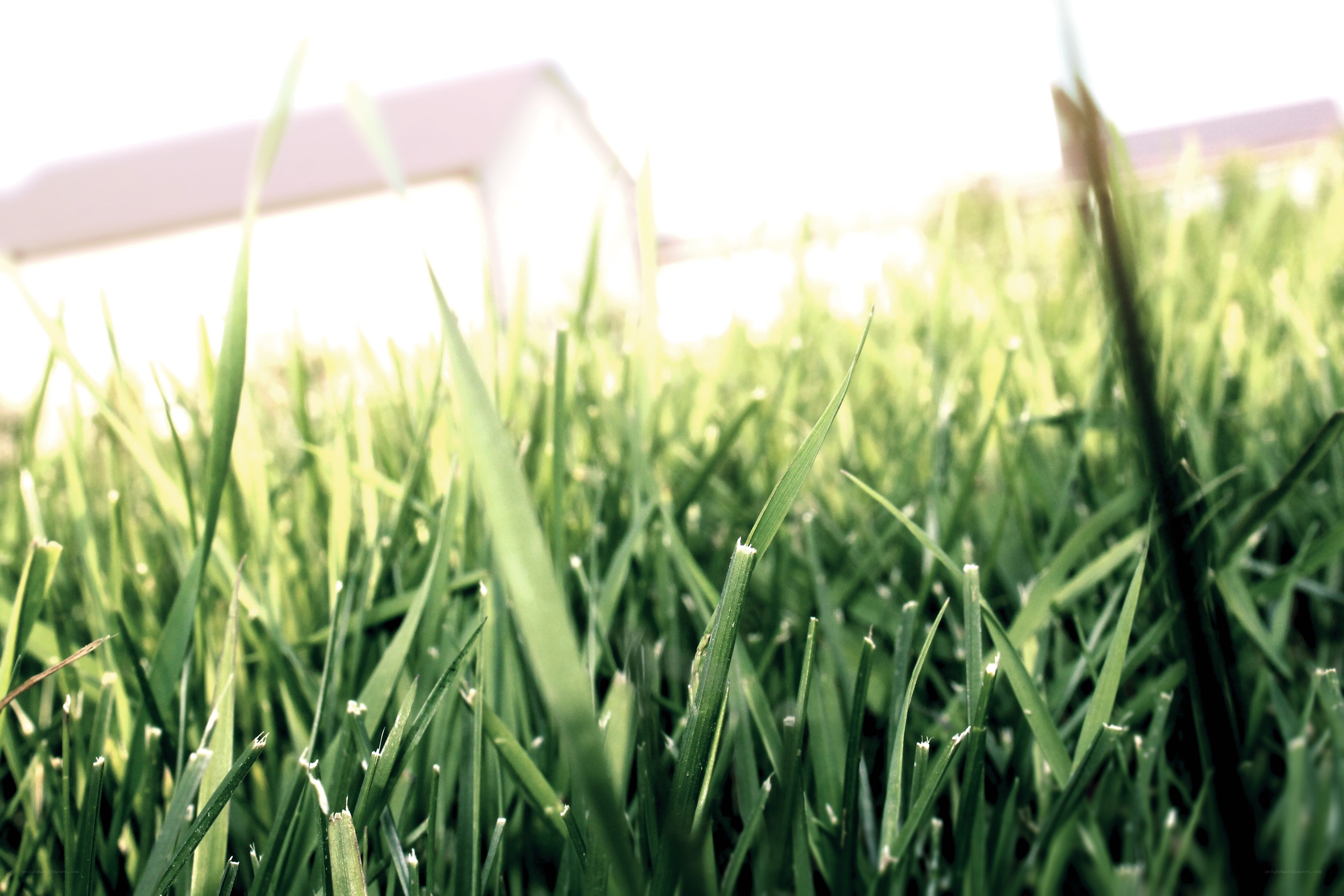 green grass in sunlight