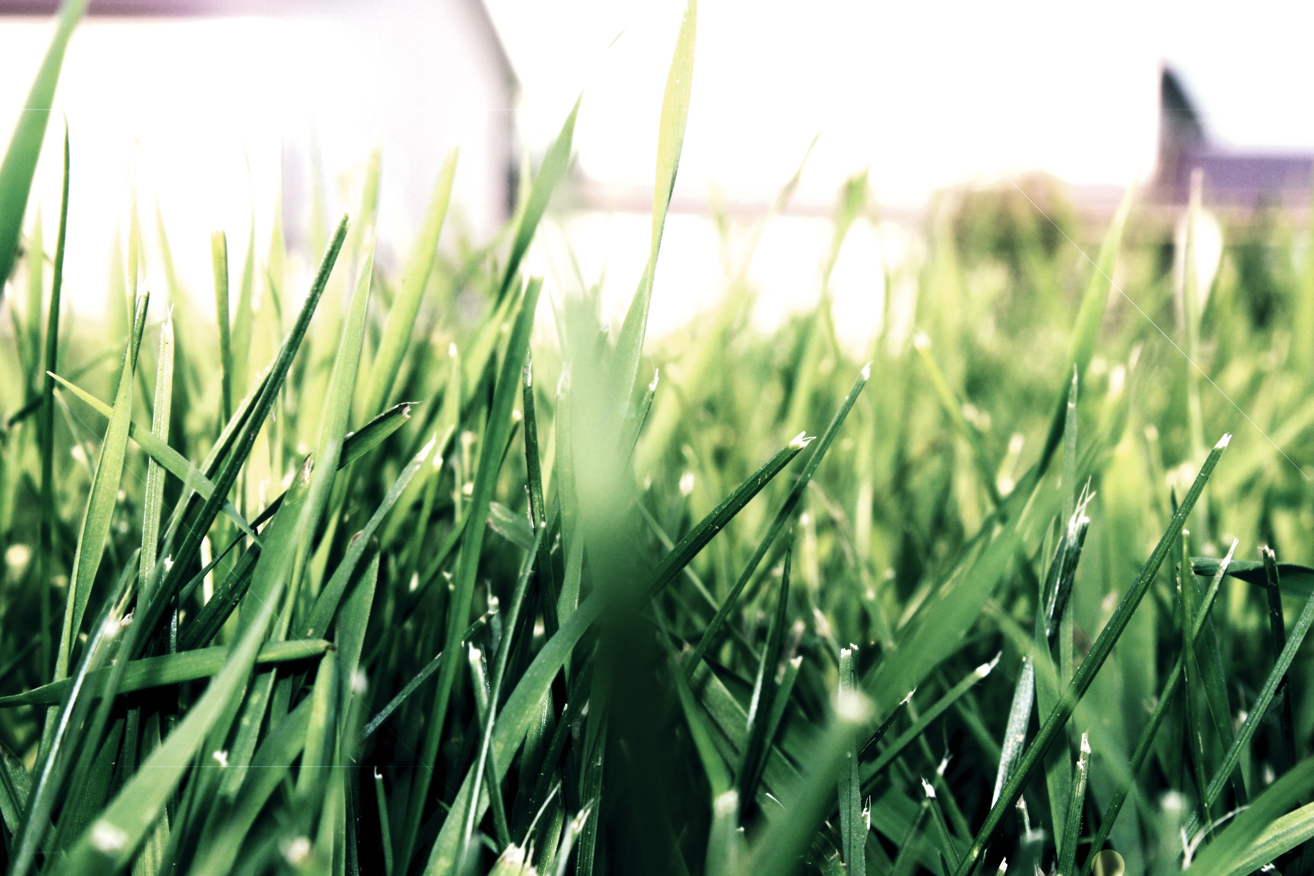 green grass in sunlight
