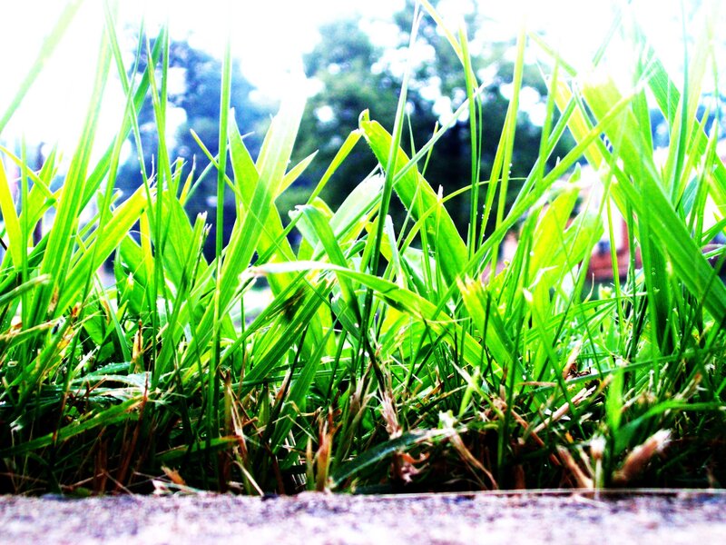 green grass in sunlight