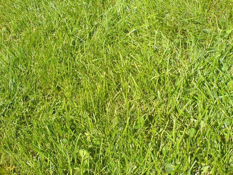 green grass in sunlight