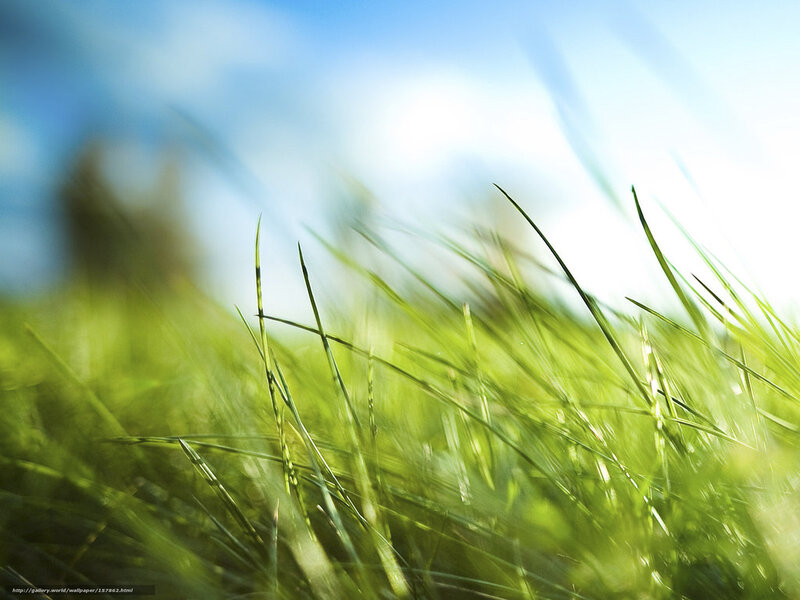 Green grass in sunlight