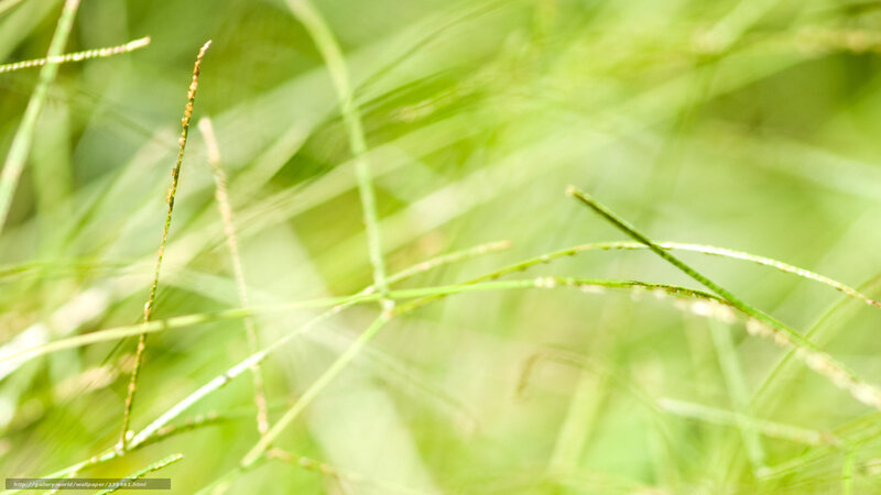 Green grass in sunlight