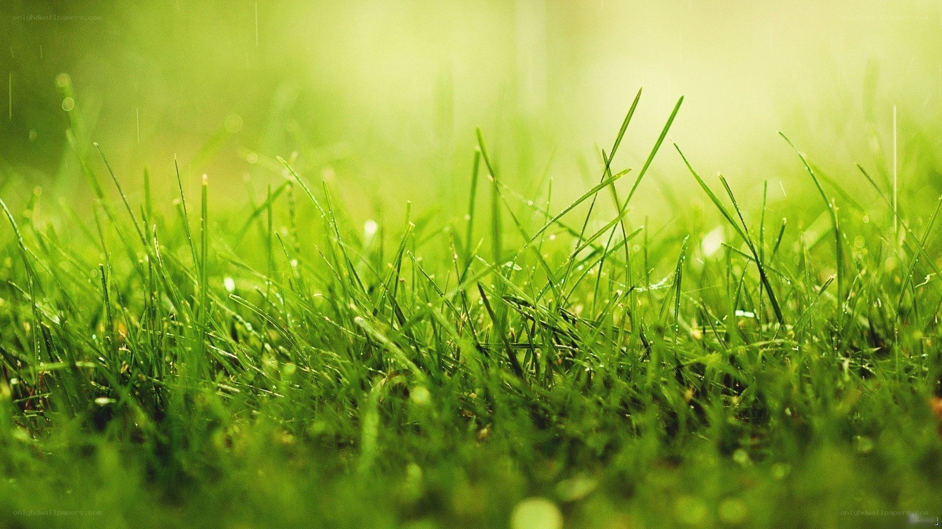 Green grass in sunlight