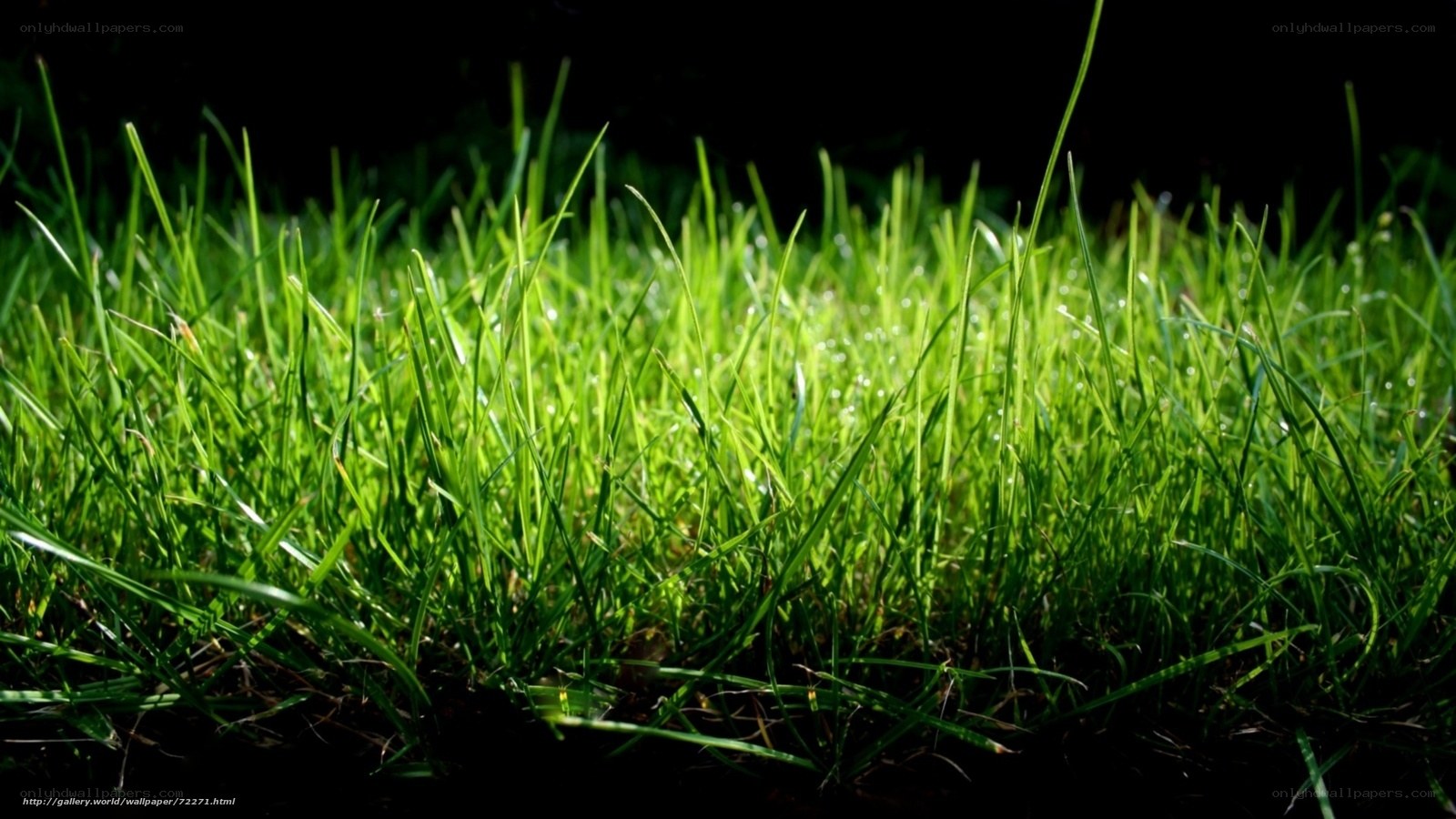 Green grass in sunlight