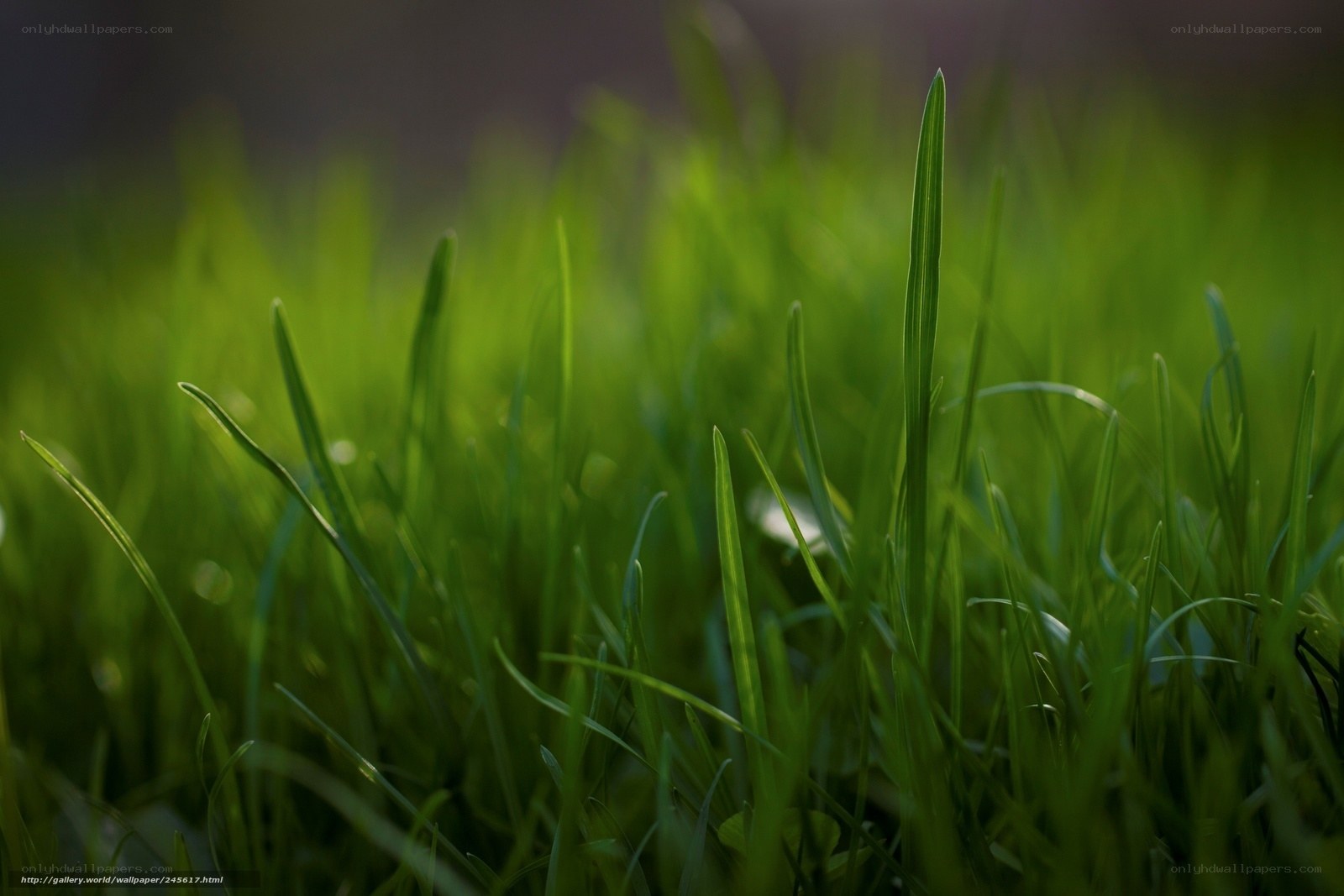 Green grass in sunlight