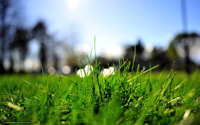 green grass in sunlight