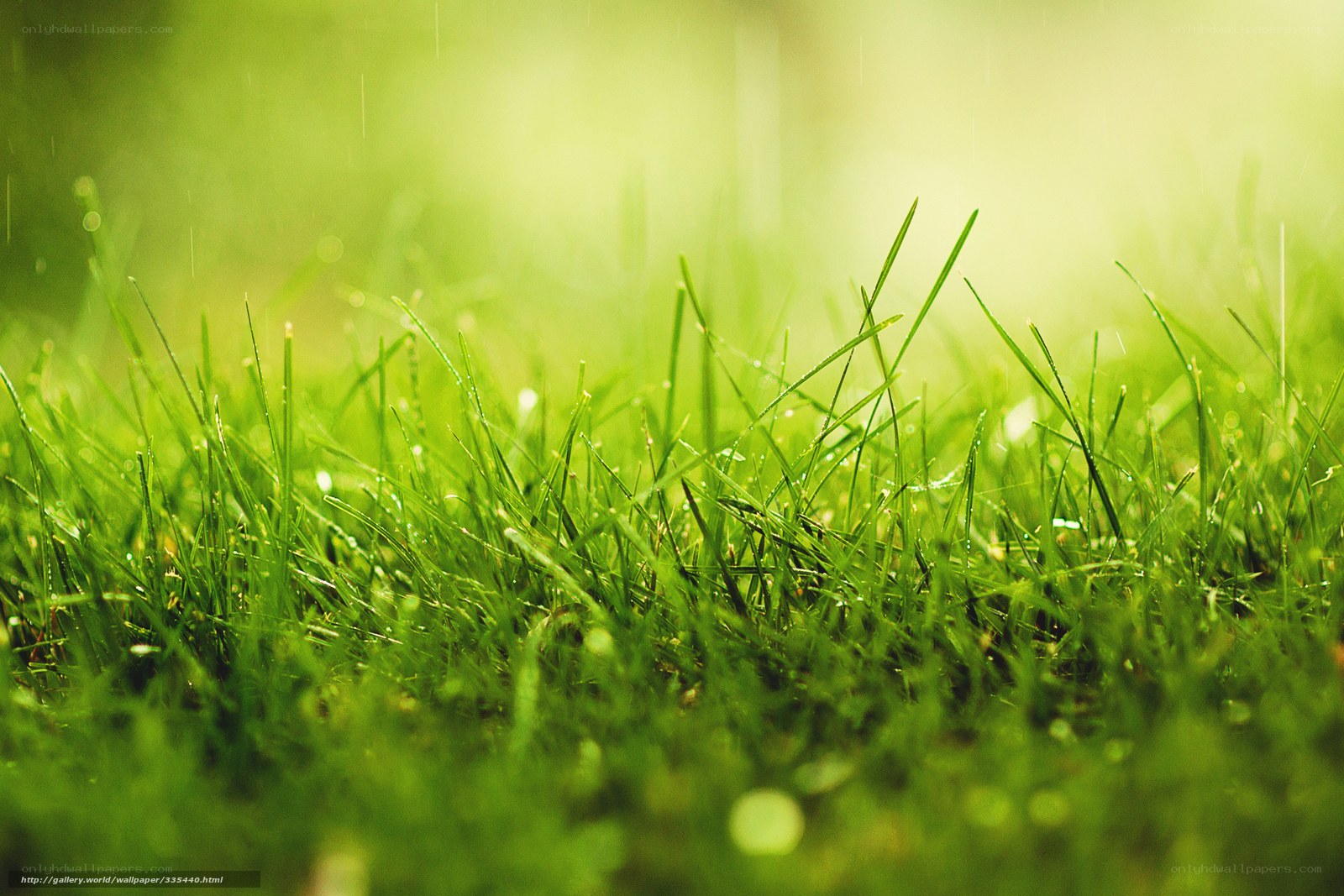 Green grass in sunlight