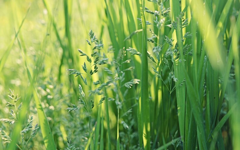 Green grass in sunlight