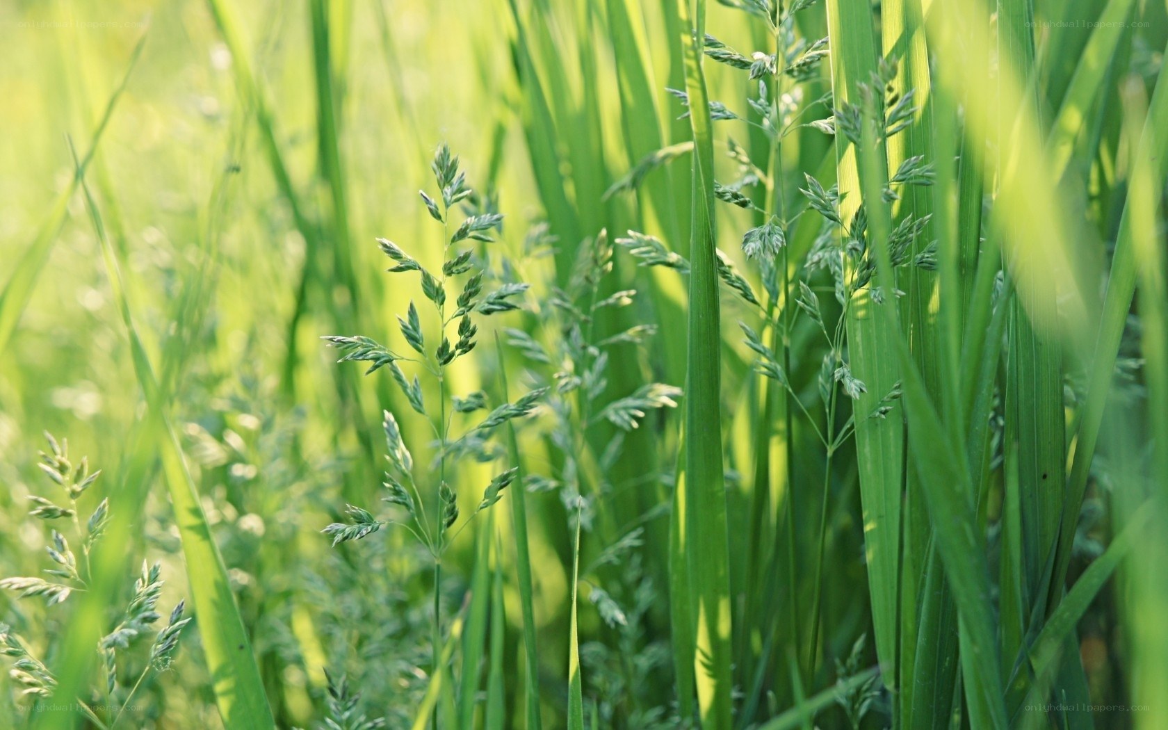 Green grass in sunlight