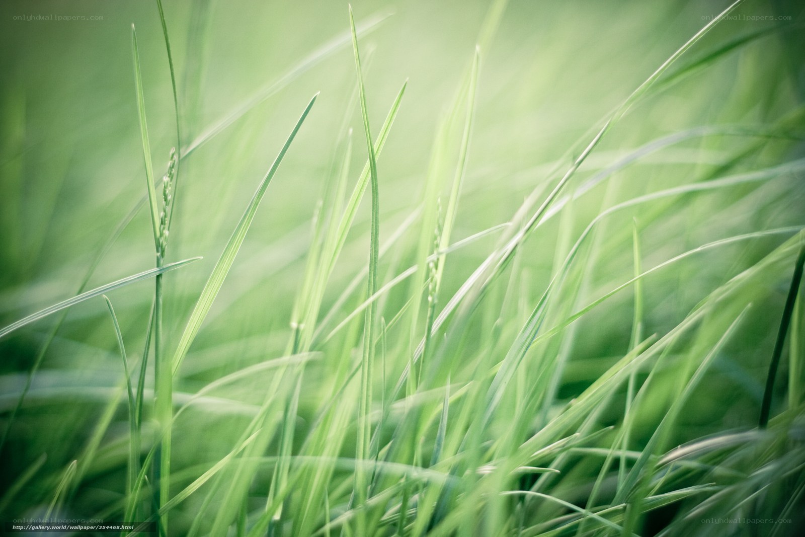 Green grass in sunlight