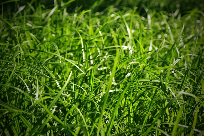 green grass in sunlight
