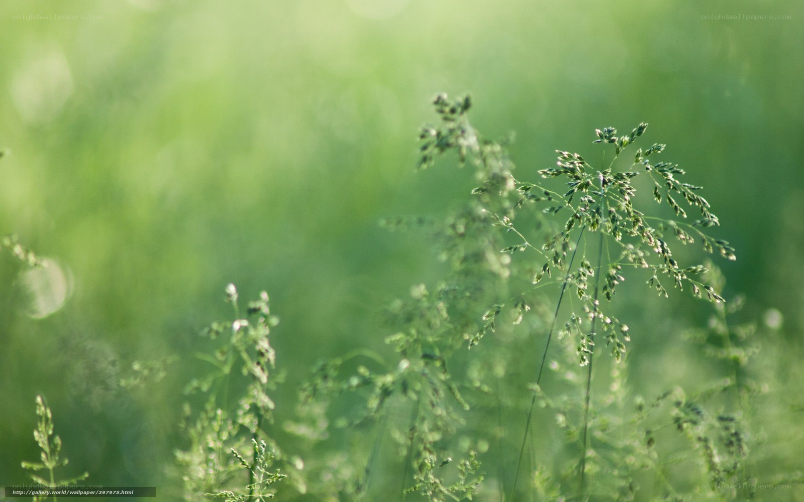 Green grass in sunlight