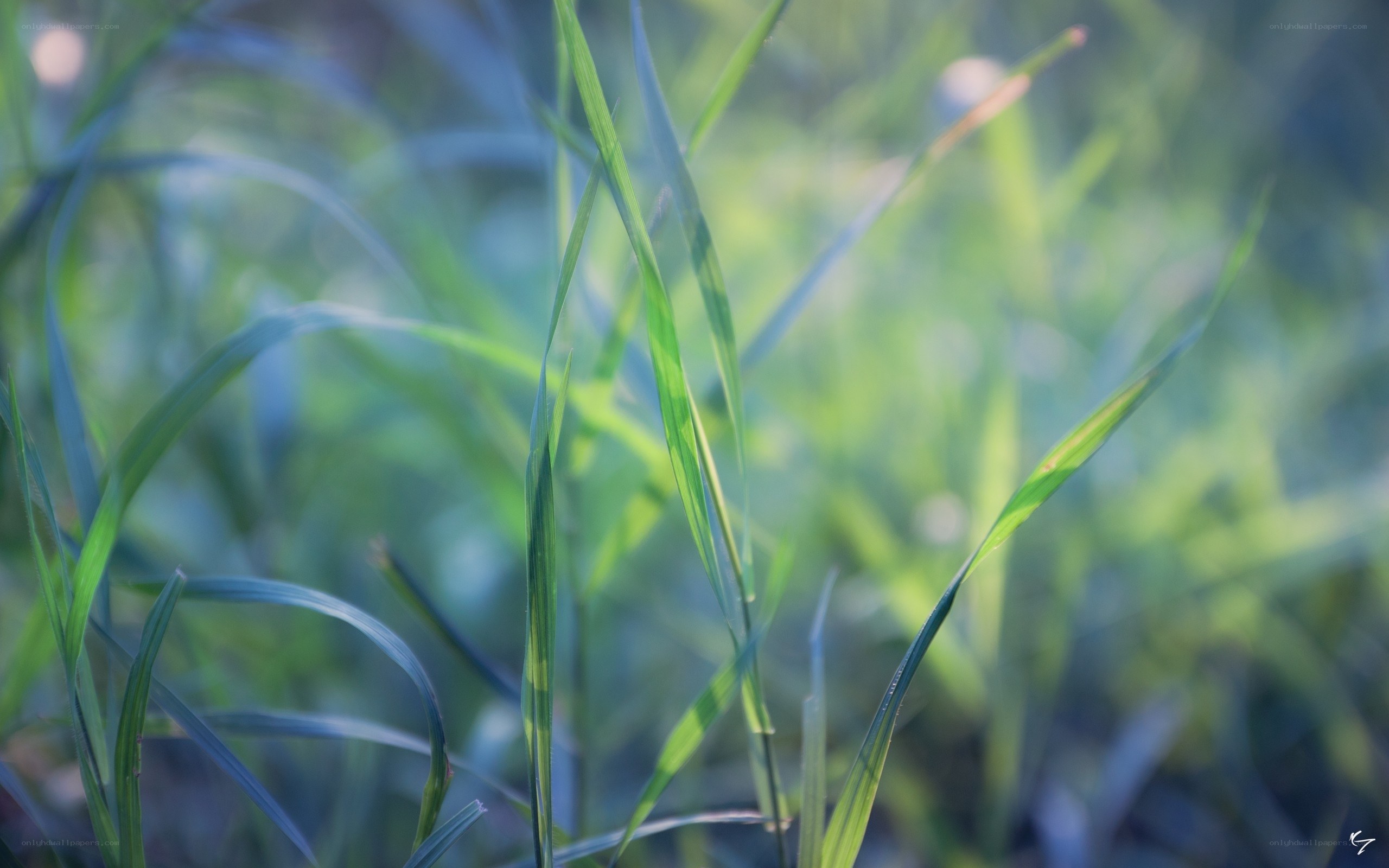 green grass in sunlight