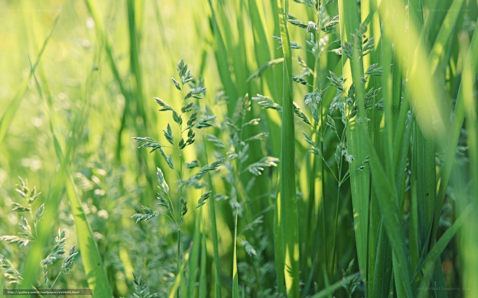 Green grass in sunlight