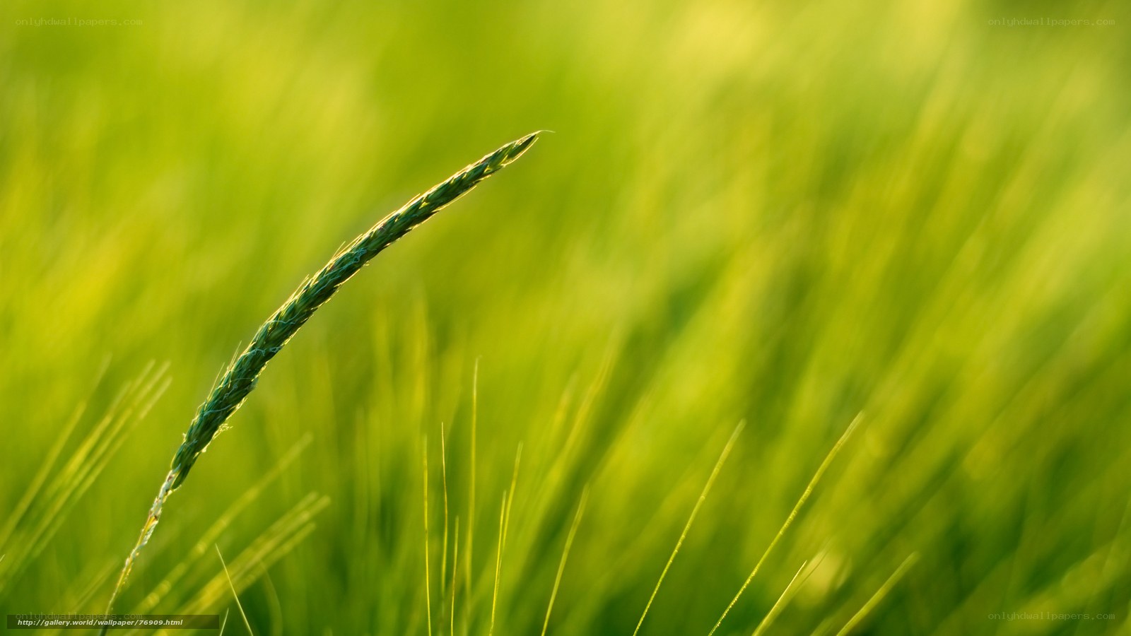 Green grass in sunlight