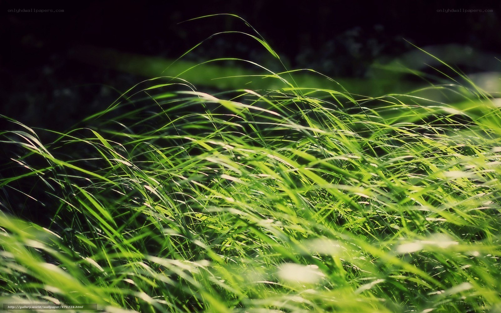 Green grass in sunlight