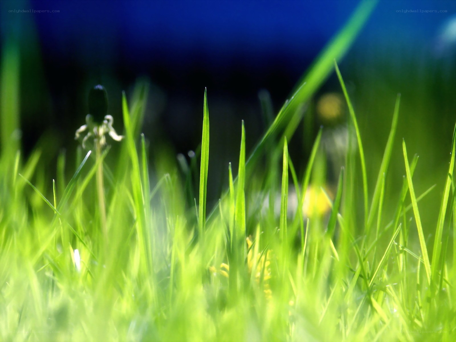 Green grass in sunlight