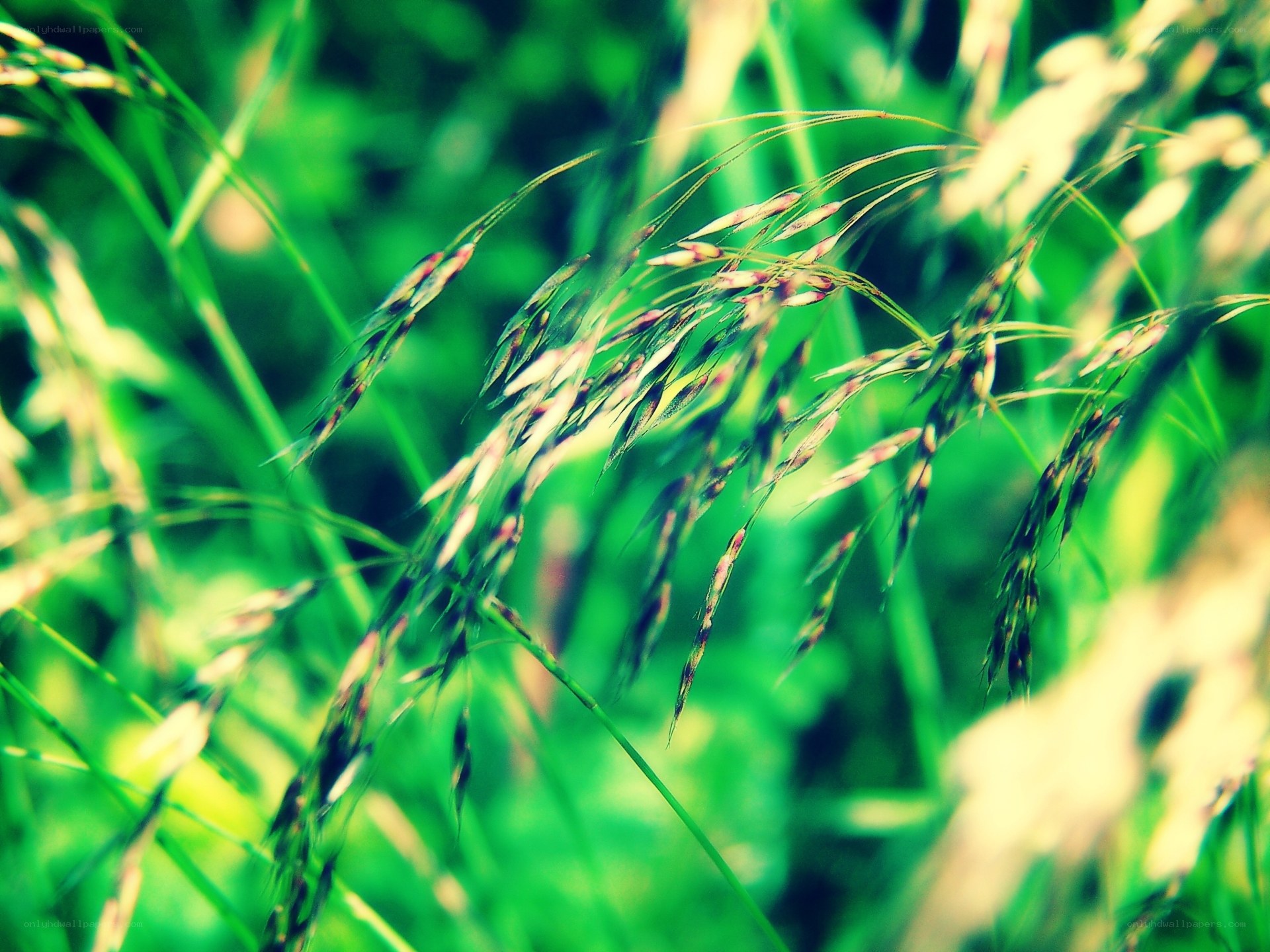 Green grass in sunlight