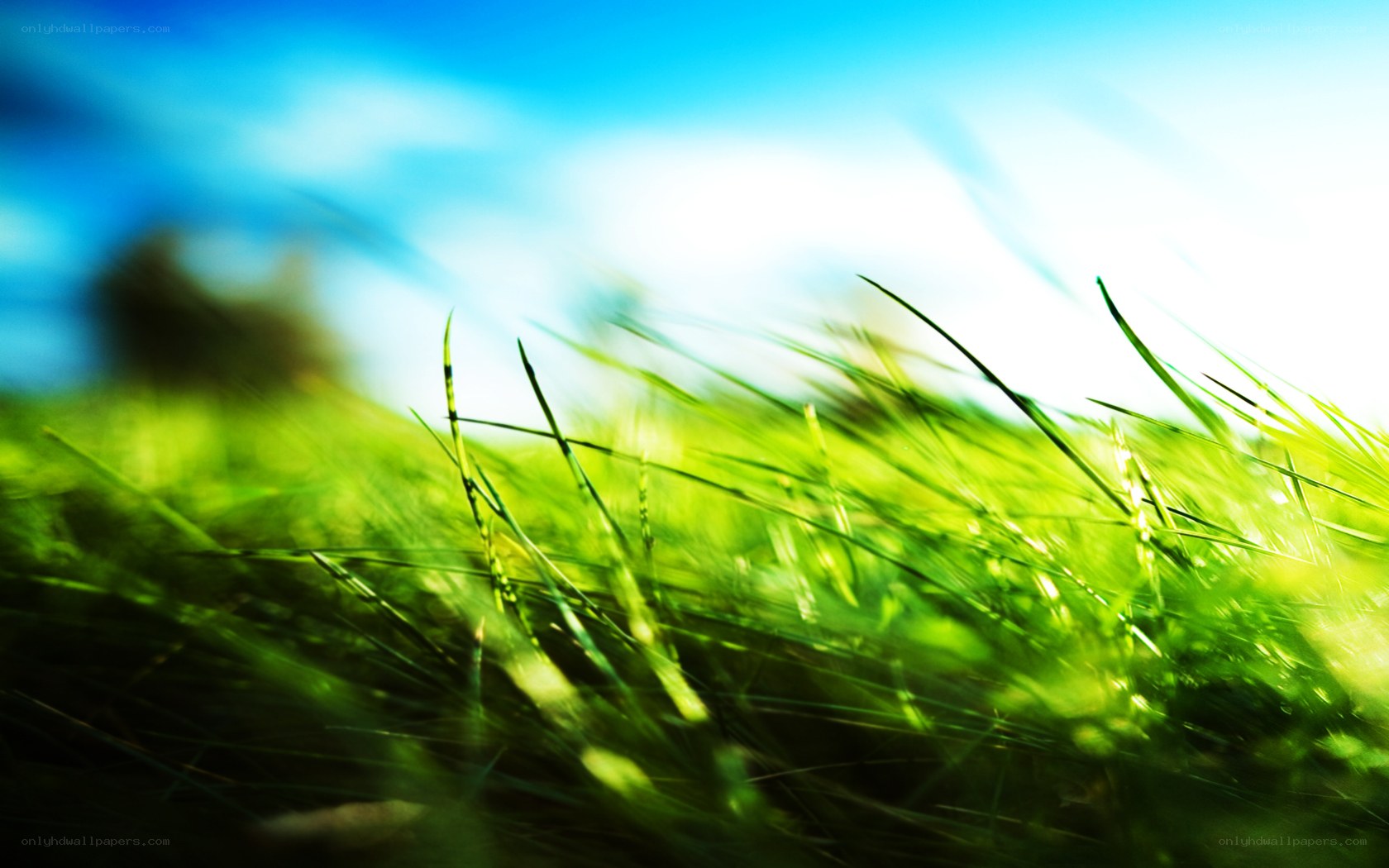 Green grass in sunlight