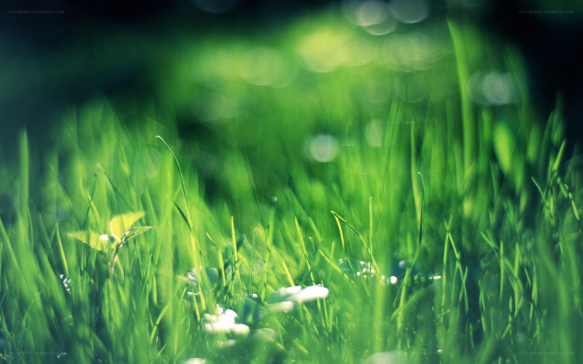 Green grass in sunlight