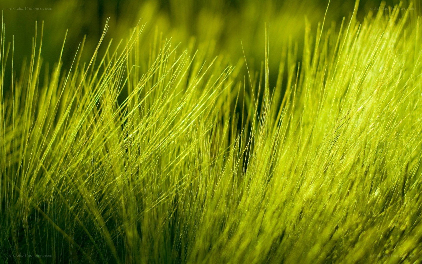 Green grass in sunlight