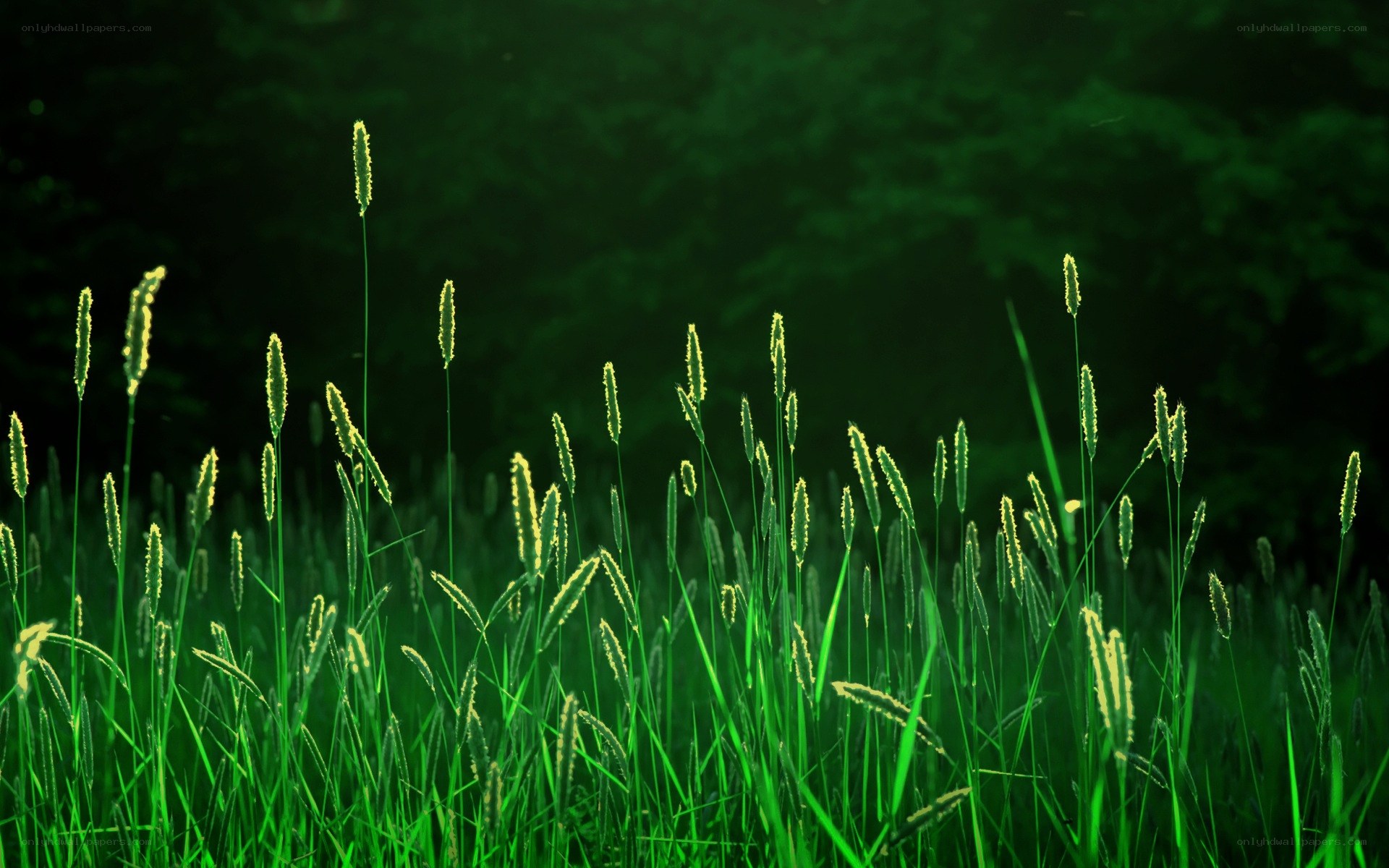 Green grass in sunlight