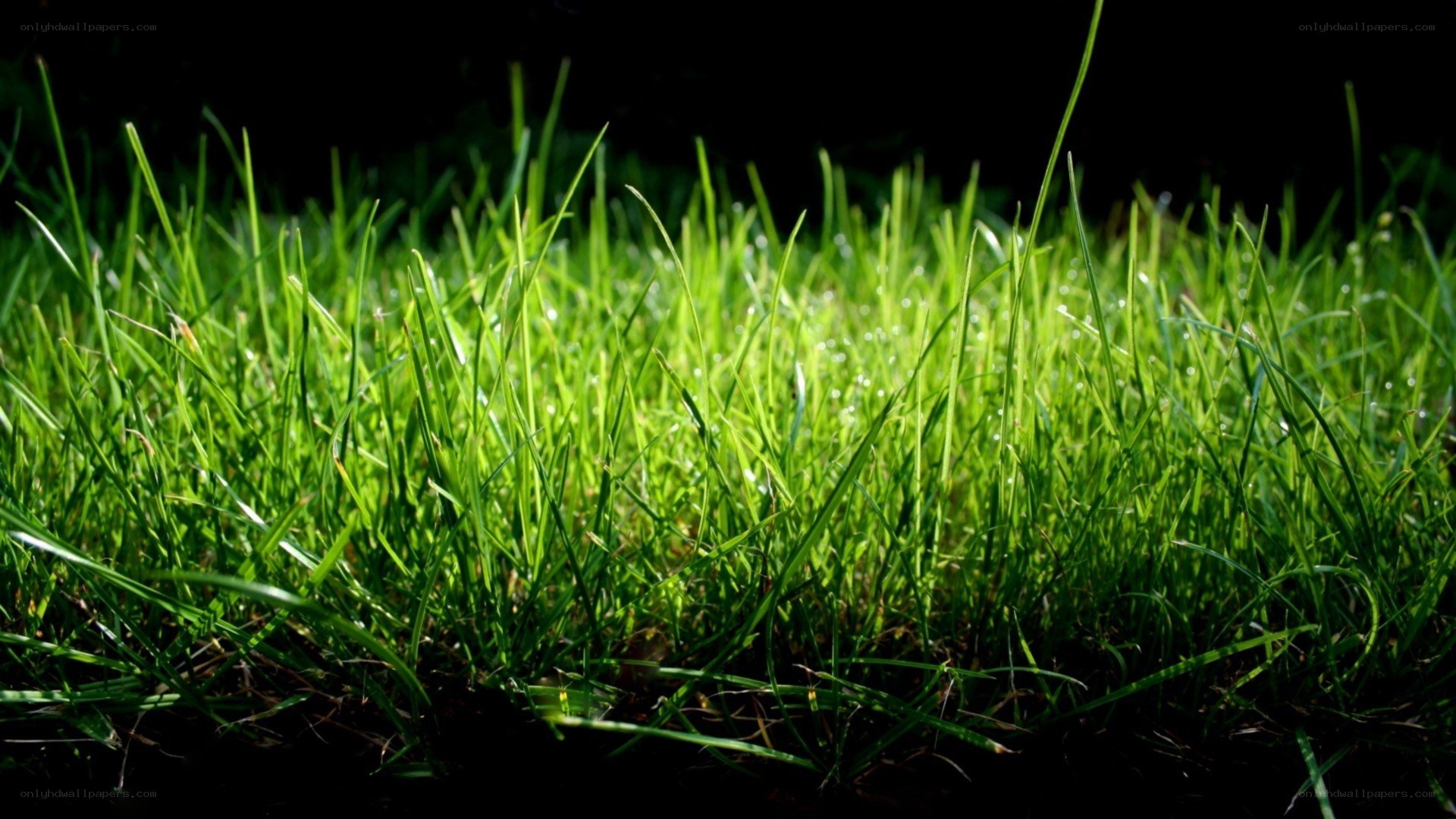 Green grass in sunlight