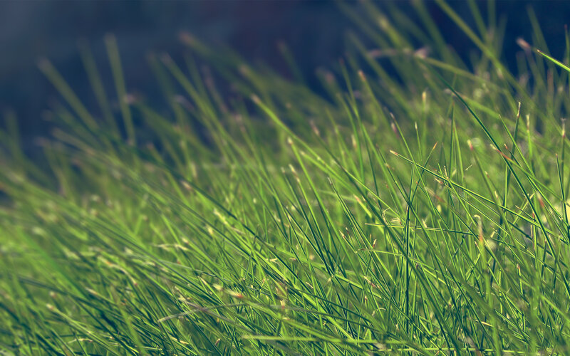 Green grass in sunlight
