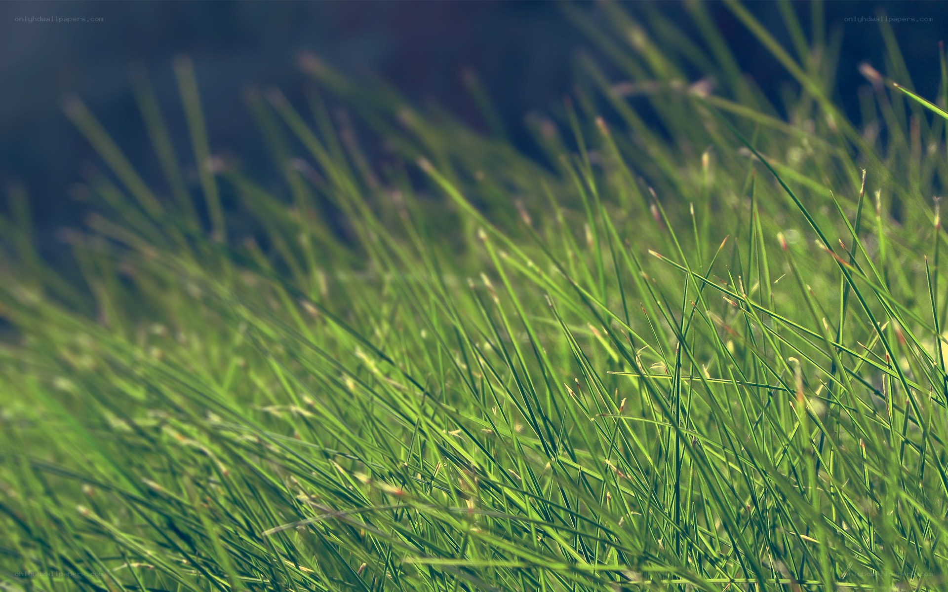 Green grass in sunlight