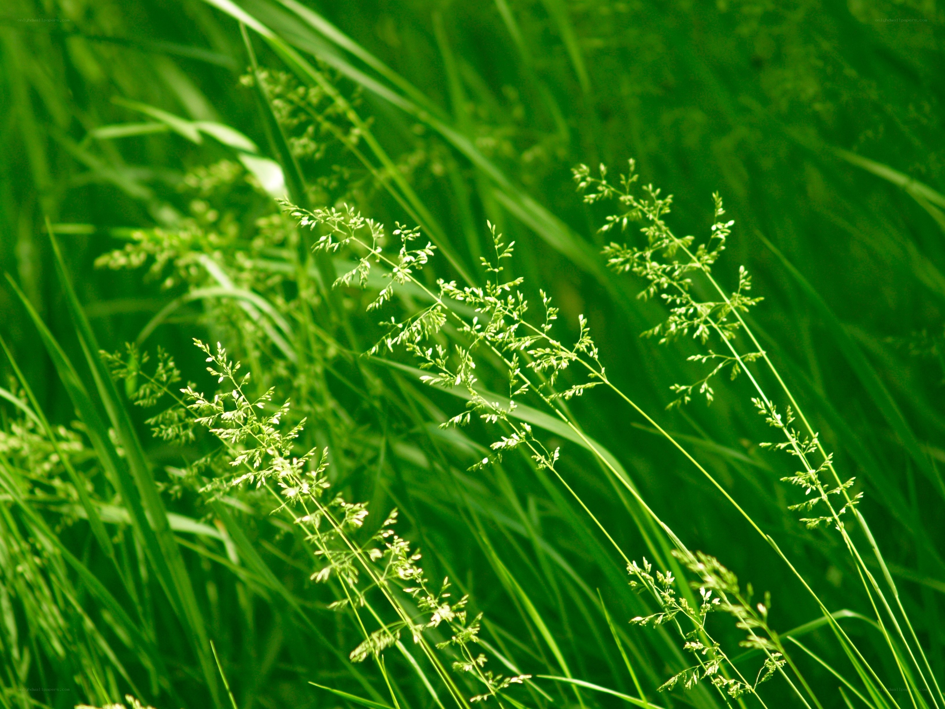 Green grass in sunlight