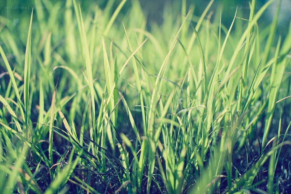 green grass in sunlight