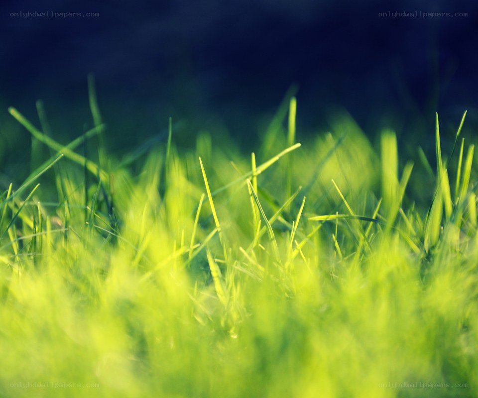 green grass in sunlight