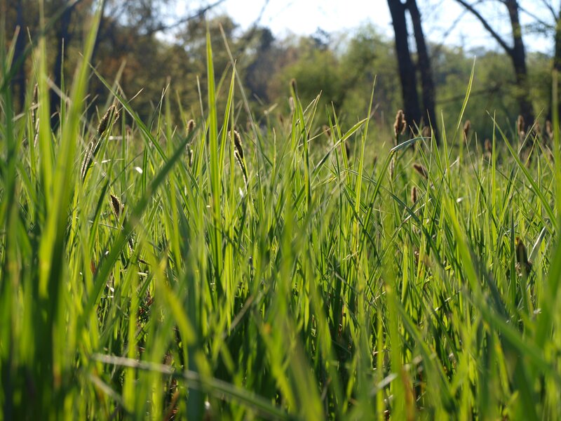Green grass in sunlight