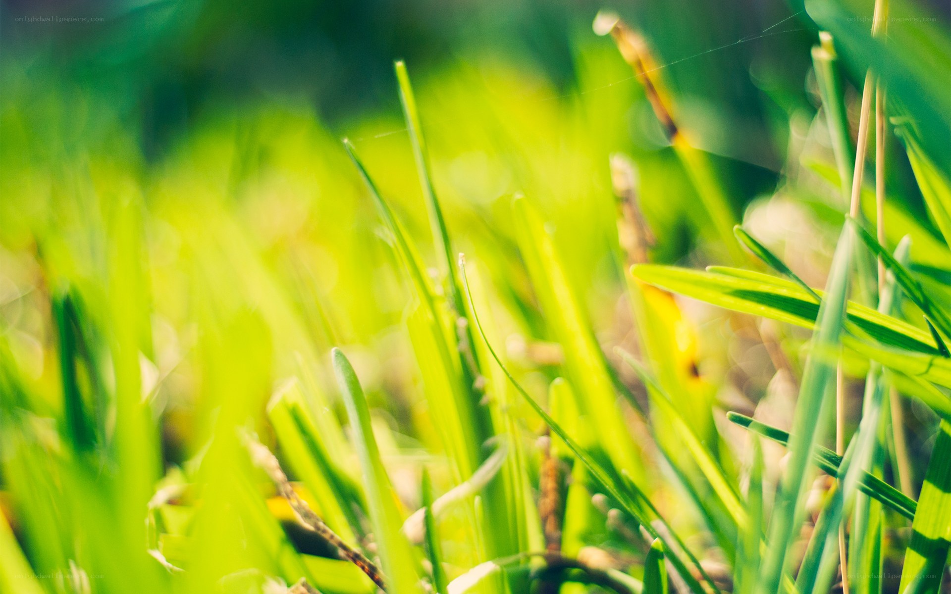 green grass in sunlight