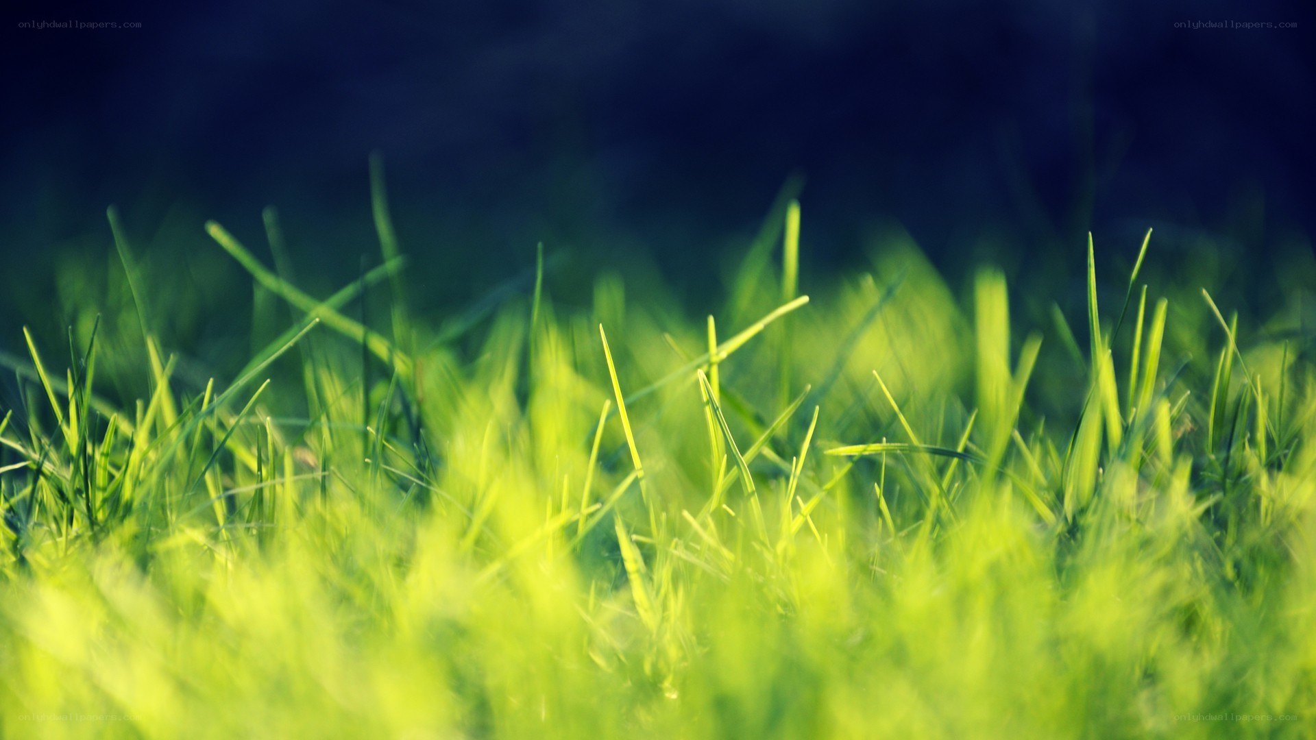 green grass in sunlight