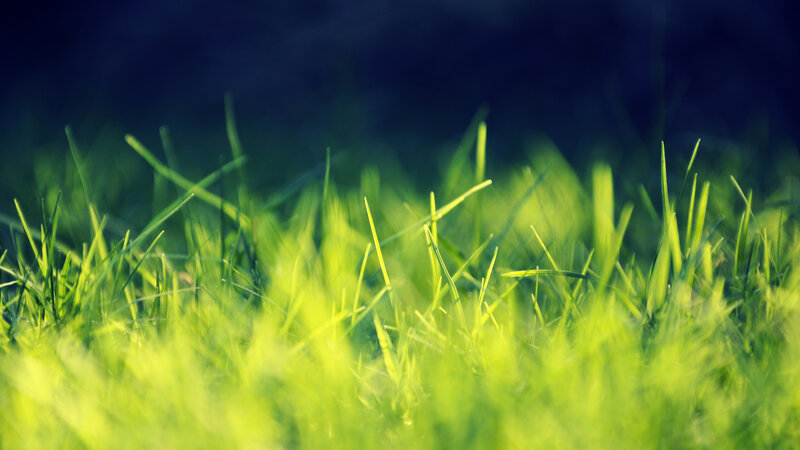 green grass in sunlight