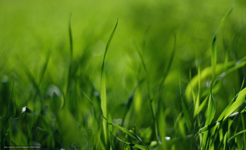 Green grass in sunlight