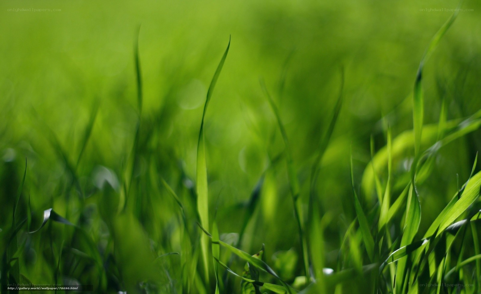 Green grass in sunlight