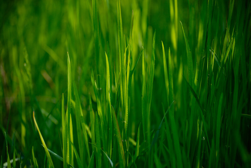 green grass in sunlight