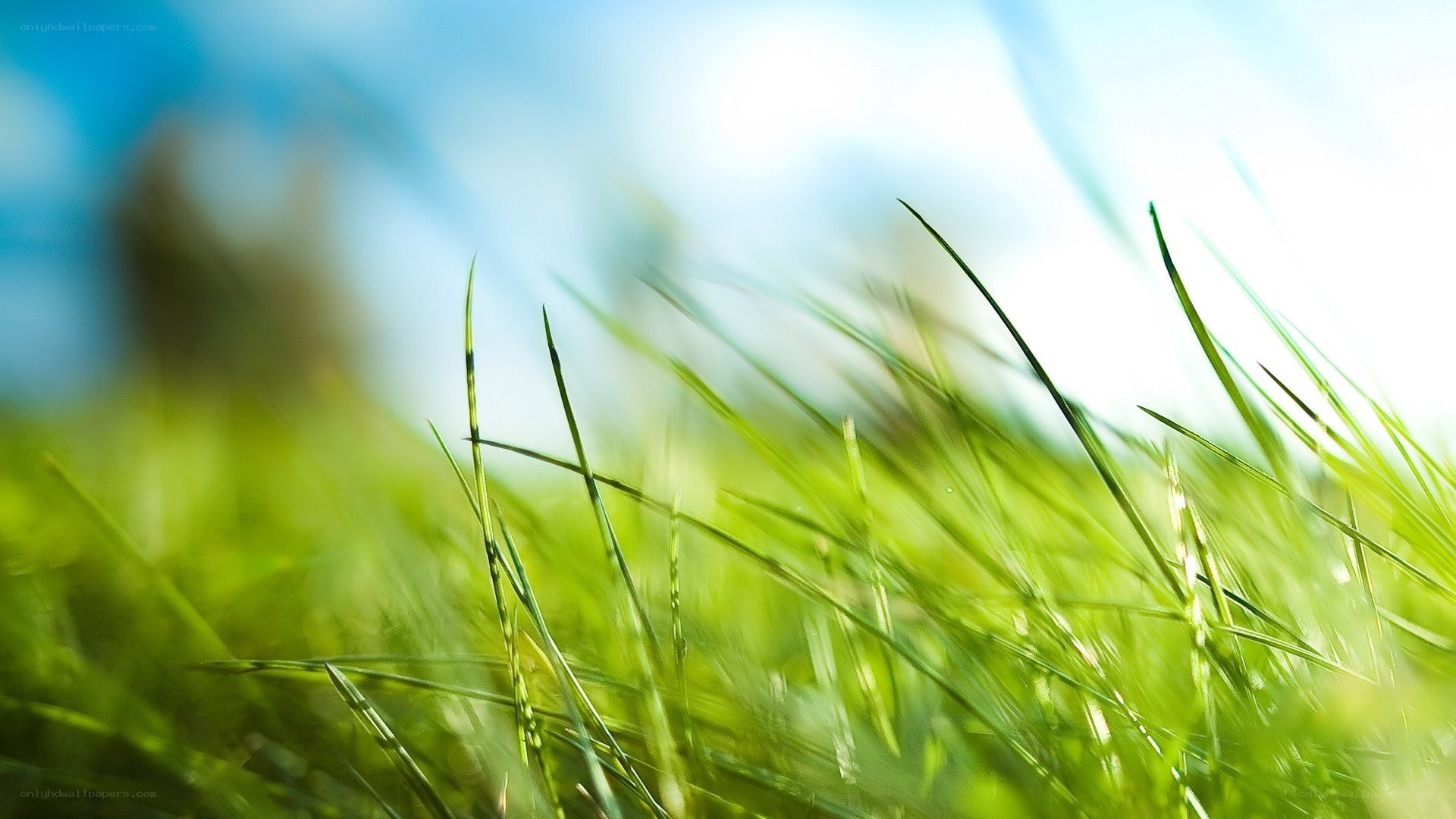 green grass in sunlight