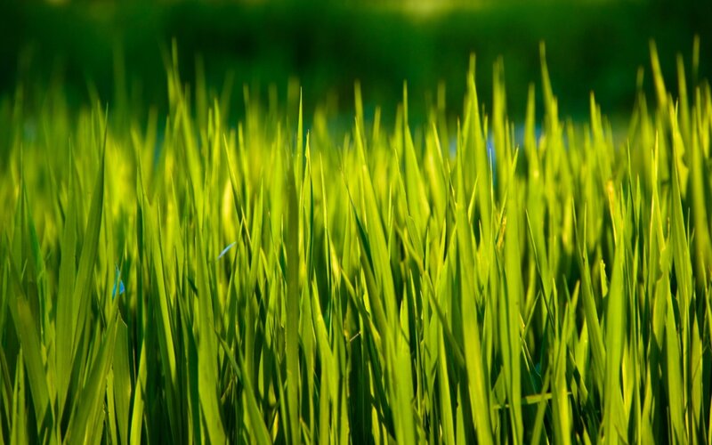 Green grass in sunlight